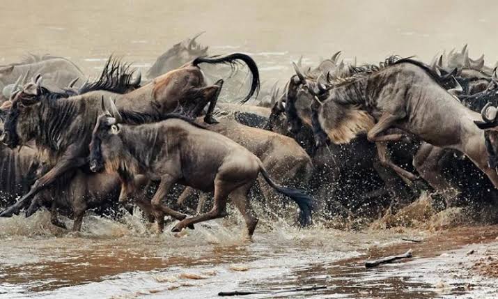 Maasai Mara National Reserve — wildebeest migration at sunrise